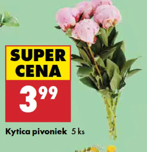 Kytica Pivoniek