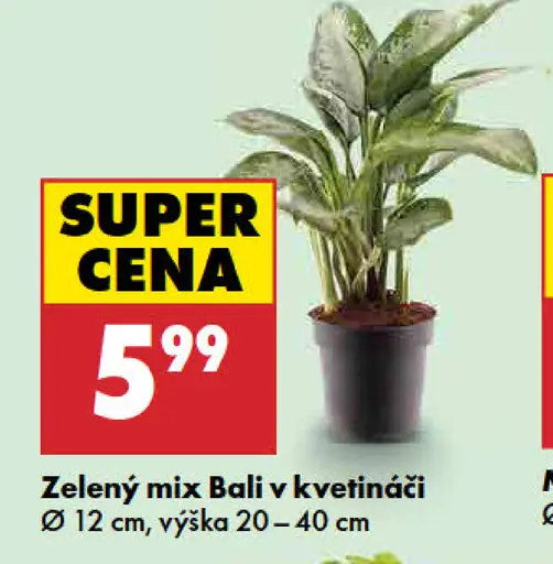 Zelený mix Bali v kvetináči