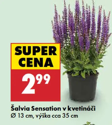 Šalvia Sensation v kvetináči