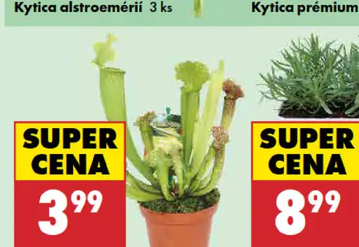 Kytica alstroemérií