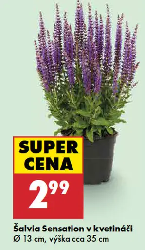 Šalvia Sensation v kvetináči