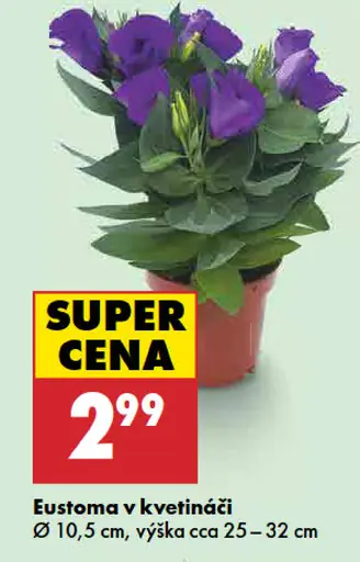 Eustoma v kvetináči