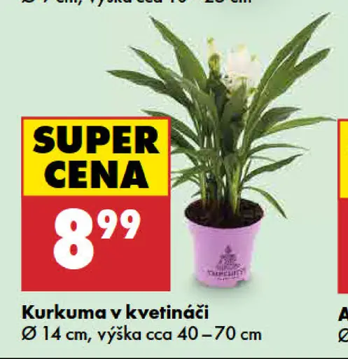 Kurkuma v kvetináči