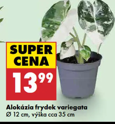 Alokázia Frydek variegata