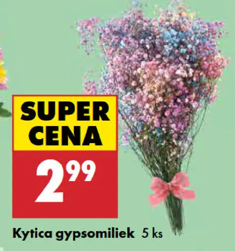 Kytica Gypsomiliek