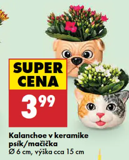 Kalanchoe v keramike psík/mačička