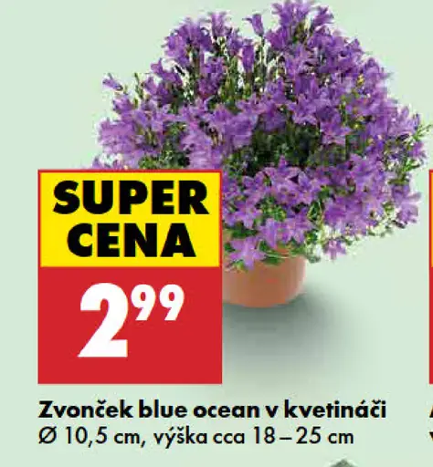 Zvonček blue ocean v kvetináči