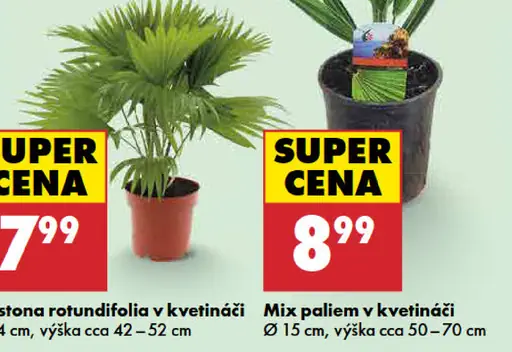 Mix paliem v kvetináči