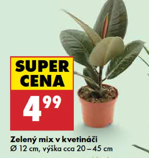 Zelený mix v kvetináči