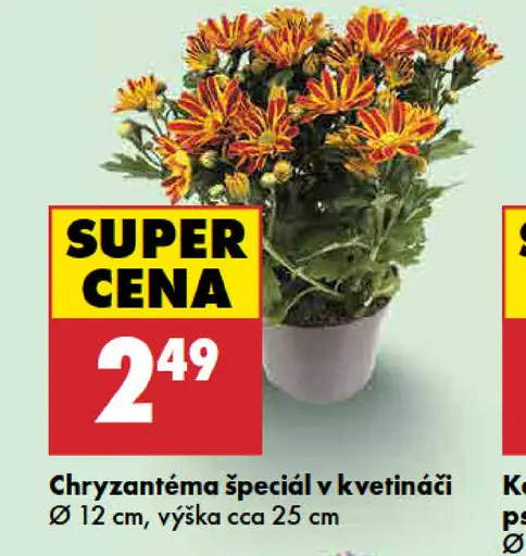 Chryzantéma špeciál v kvetináči