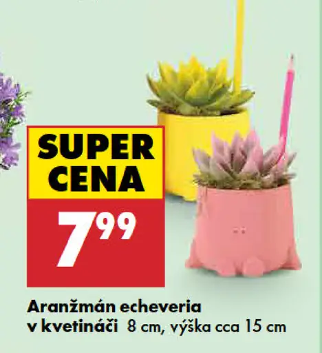 Aranžmán v kvetináči