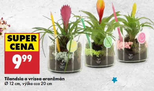 Tillandsia a vrízea aranžmán