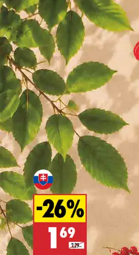 Čerešne voľné