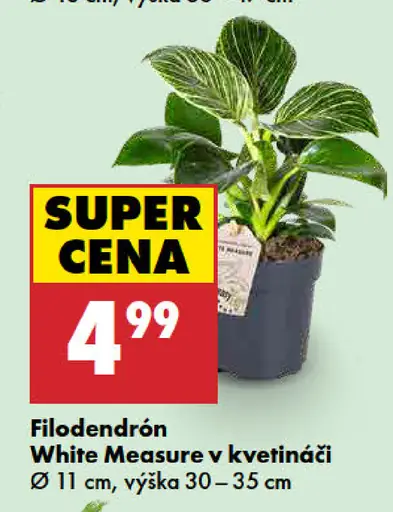 Filodendrón white measure v kvetináči