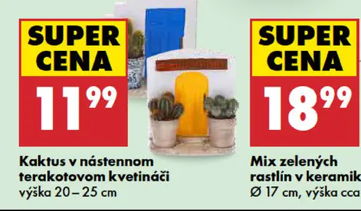 Kaktus v nástennom terakotovom kvetináči