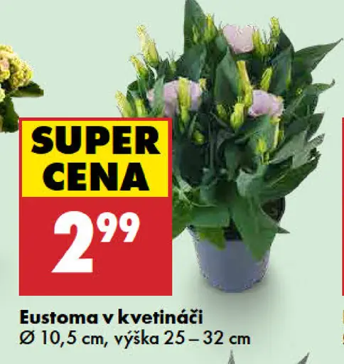 Eustoma v kvetináči