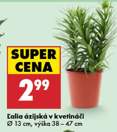 Ľalia ázijská v kvetináči
