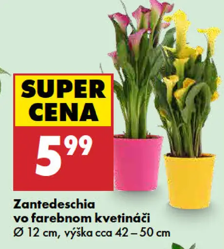Zantedeschia vo farebnom kvetináči