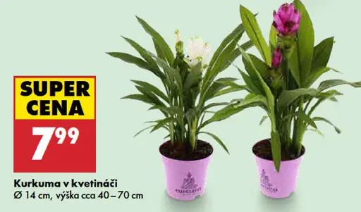 Kurkuma v kvetináči