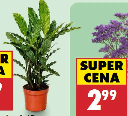 Kalatea mix v kvetináči