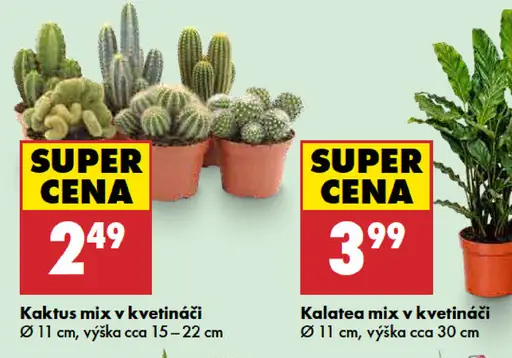 Kaktus mix v kvetináči