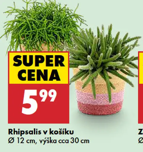 Rhipsalis v košíku
