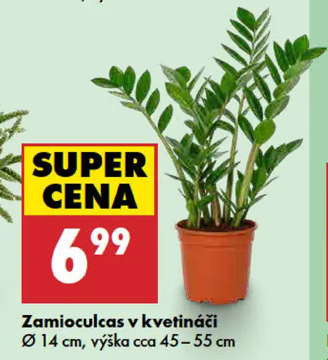 Zamioculcas v kvetináči