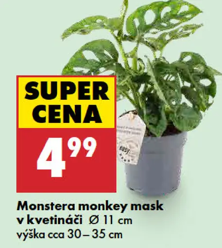 Monstera Monkey Mask v kvetináči
