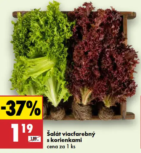 Šalát viacfarebný s korienkami