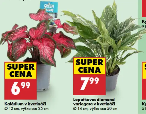Lopatkovec Diamond variegata v kvetináči, priemer 14 cm, výška cca 50 cm