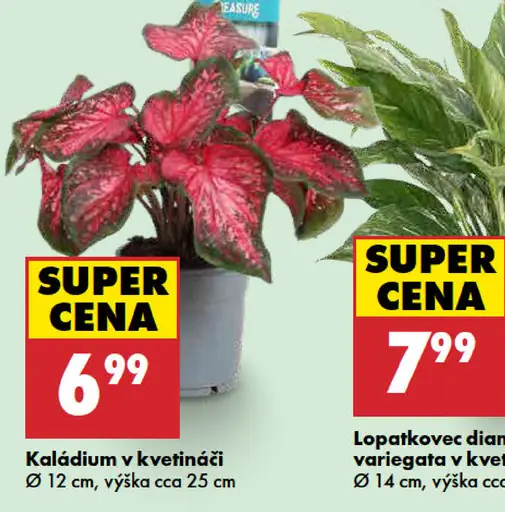 Kaládium v kvetináči, priemer 12 cm, výška cca 25 cm
