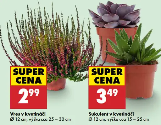 Vres v kvetináči, priemer 12 cm, výška cca 25–30 cm