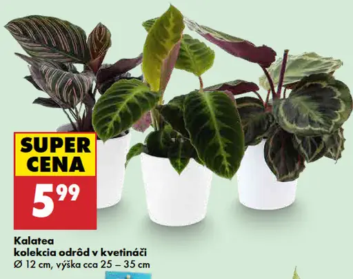 Kalatea, kolekcia odrôd v kvetináči, priemer 12 cm, výška cca 25–35 cm