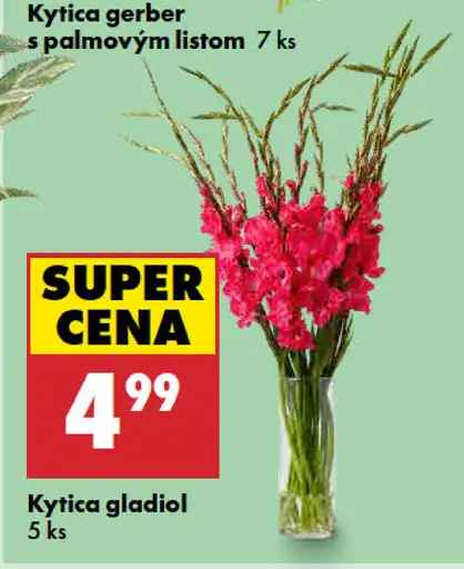 Kytica gladiol