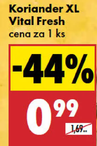 Koriander XL Vital Fresh