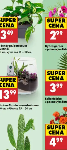 Kytica gerber s palmovým listom