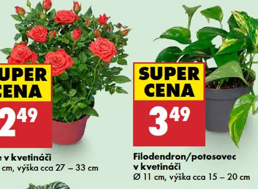 Filodendron/Potosovec v kvetináči