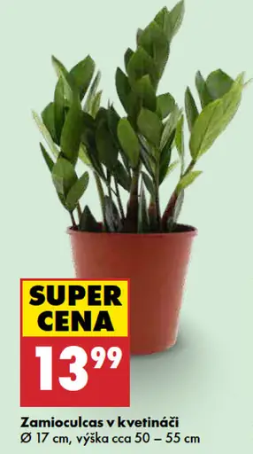 Zamioculcas v kvetináči