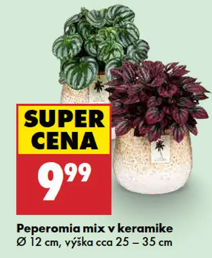 Peperomia mix v keramike