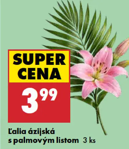 Lalia ázijská s palmovým listom
