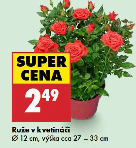 Ruža v kvetináči