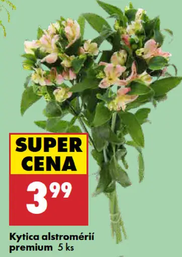 Kytica alstromérií premium