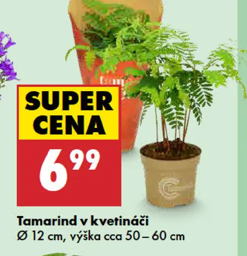 Tamarind v kvetináči