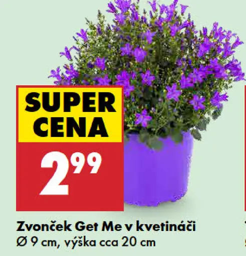 Zvonček Get Me v kvetináči