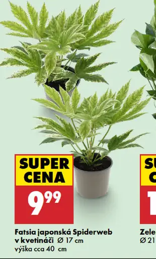 Fatsia japonská Spiderweb v kvetináči