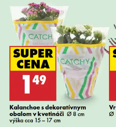Kalanchoe s dekoratívnym obalom v kvetináči