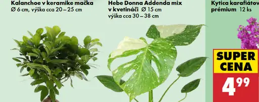 Kytica karafiátov prémiová