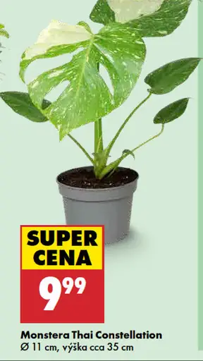 Monstera 'Thai Constellation'