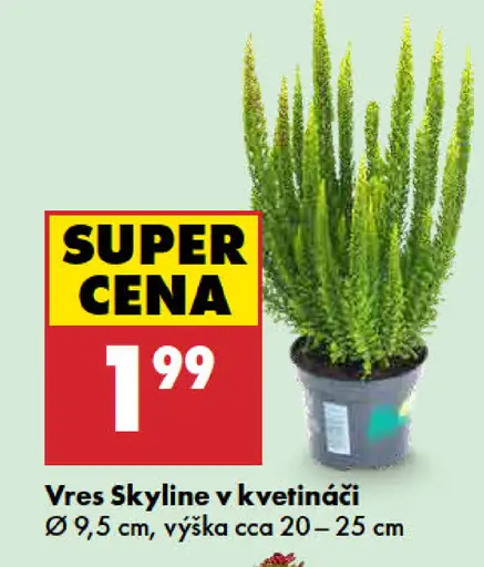 Vres Skyline v kvetináči