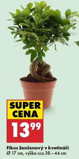 Fikus ženšenový v kvetináči